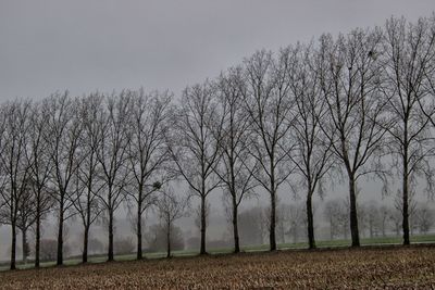 Bare trees on field against sky