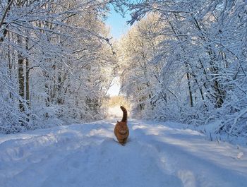 Cat on snow covered land