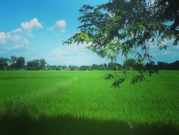 Scenic view of grassy field against sky