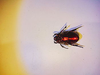 High angle view of fly on wall