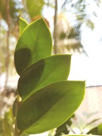 Close-up of fresh green leaves