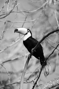 Mono toco toucan on branch eyeing camera