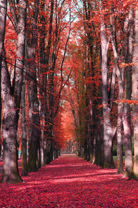 Footpath amidst trees in forest during autumn