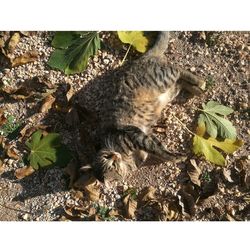 High angle view of cat