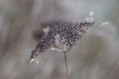 Close-up of wilted flower