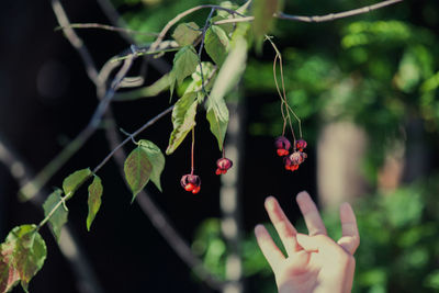 Close-up of hand holding plant