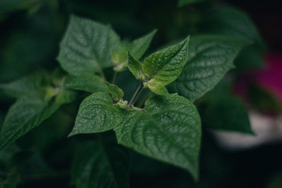 Close-up of fresh green leaves