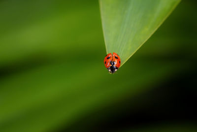 Close-up of ladybug on leaf