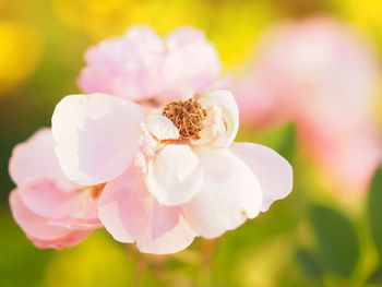 Close-up of pink flowering plant