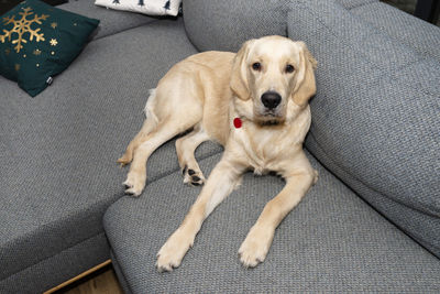 Young male golden retriever lies on the couch in the living room of the house, view from above.