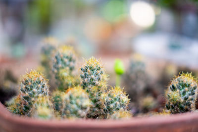 Close-up of cactus plant