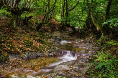 Stream flowing through rocks in forest