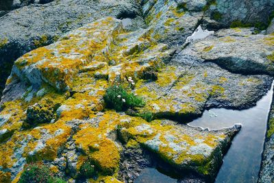 High angle view of moss growing on rock