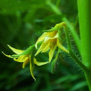 Close-up of yellow flowering plant