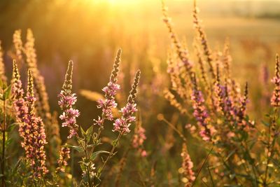 Close-up of purple flowering plants on field