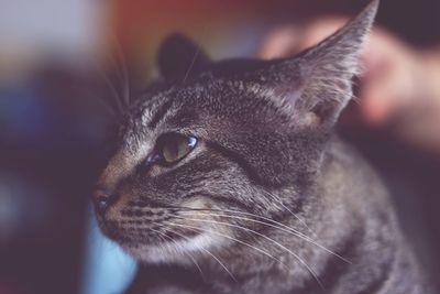 Close-up of a cat looking away