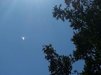 Low angle view of trees against clear sky