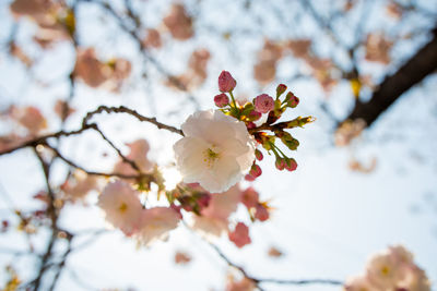 Close-up of cherry blossoms in spring