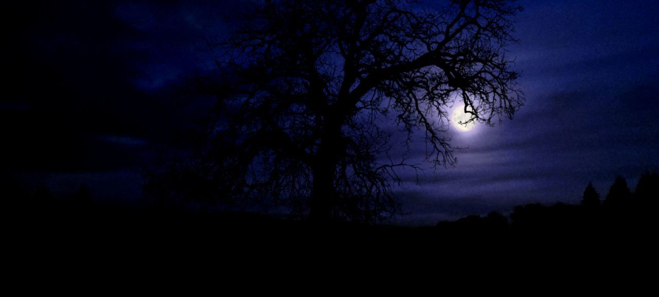 tree, darkness, silhouette, plant, moonlight, sky, night, beauty in nature, tranquility, scenics - nature, dark, nature, tranquil scene, cloud, no people, dawn, land, landscape, light, moon, outdoors, spooky, evening, star, environment, non-urban scene, forest, midnight, branch, growth, idyllic