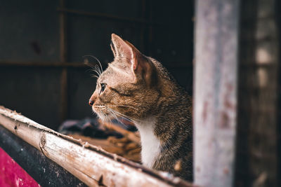 Close-up of a cat looking away