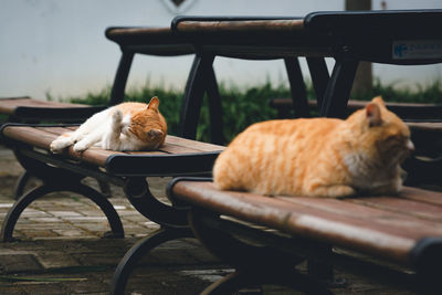 Cat sitting on bench