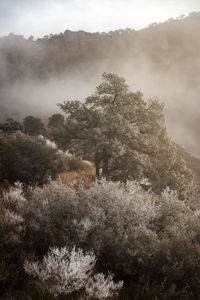 Trees in forest against sky