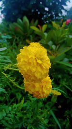 Close-up of yellow flowers