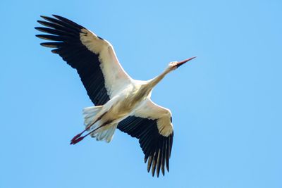 Low angle view of bird flying against clear blue sky