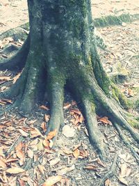 High angle view of tree trunk on field