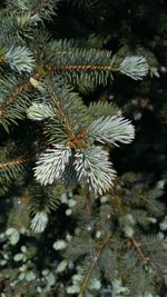 Close-up of pine tree