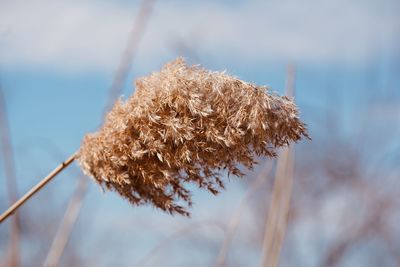 Close-up of dry plant during winter