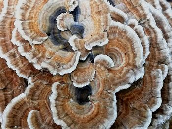 Close-up of mushrooms on wood