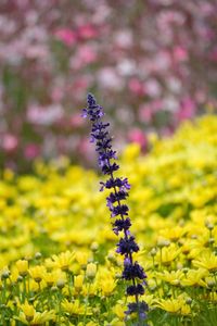 Close-up of purple flowers blooming in field