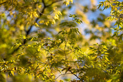 Close-up of leaves on tree