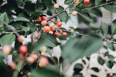 Close-up of berries growing on tree