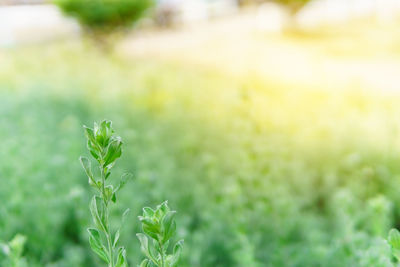 Close-up of plant growing on field