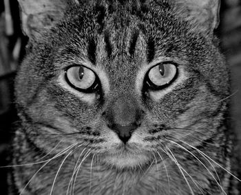 Close-up portrait of cat