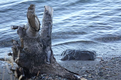 Close-up of lizard on beach