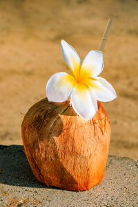 Close-up of flower