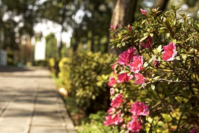 Close-up of pink flowering plants in park