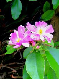 Close-up of pink flowers blooming outdoors