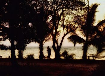 Silhouette of palm trees at lakeshore