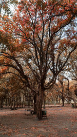 Trees in park during autumn