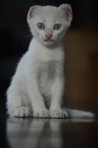 Portrait of white cat sitting on floor