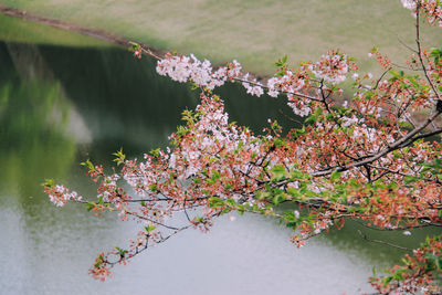 Close-up of flowers on branch
