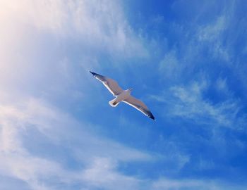 Low angle view of seagull flying in sky