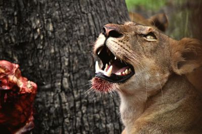 Close-up of lion