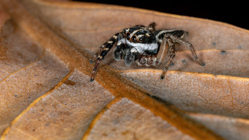 Close-up of spider