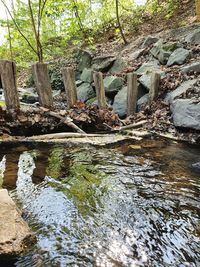 Plants growing on rock in forest