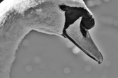 Close-up of swan